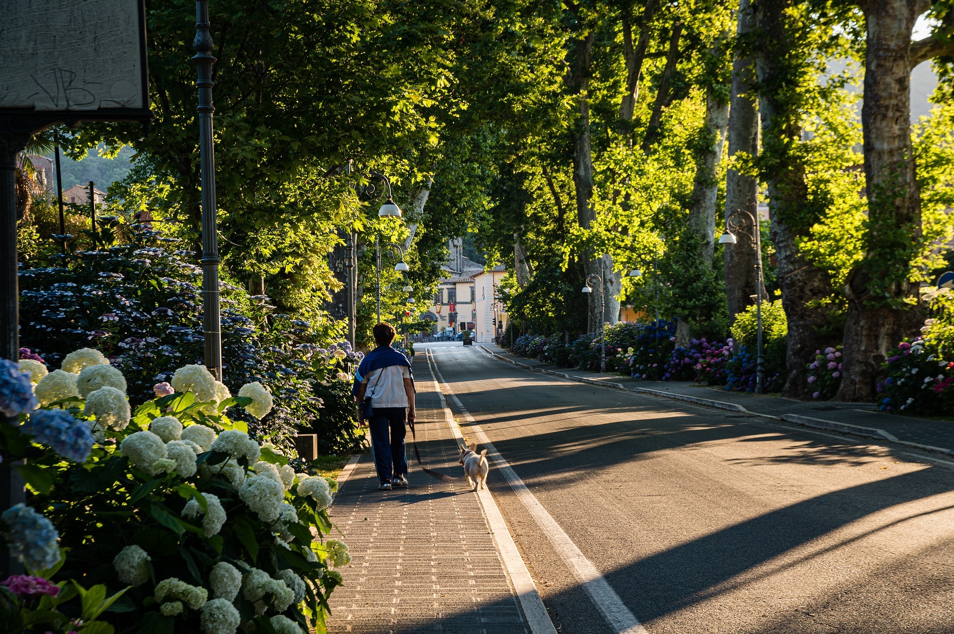 A street with green trees around it. A person is walking on the pavement with a dog on the leash.