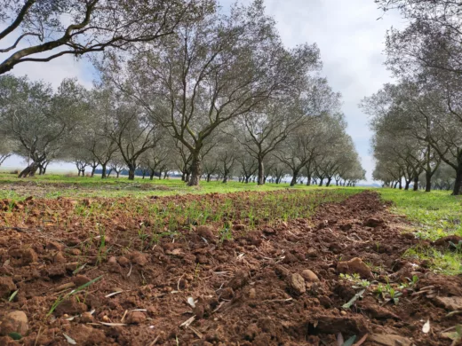 Eine Ackerfläche mit Bäumen im Hintergrund