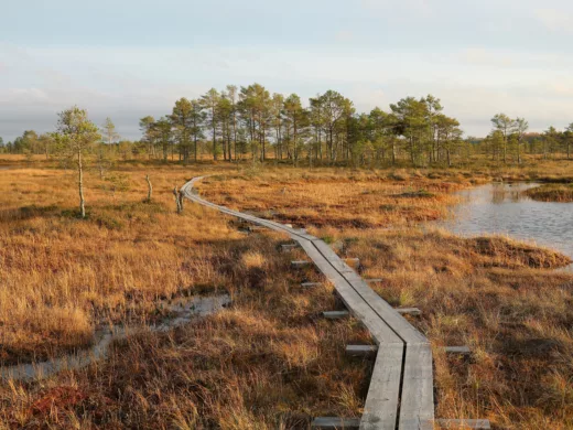 Eine Moorlandschaft mit einem Holzpfad, der durch sie hindurchführt