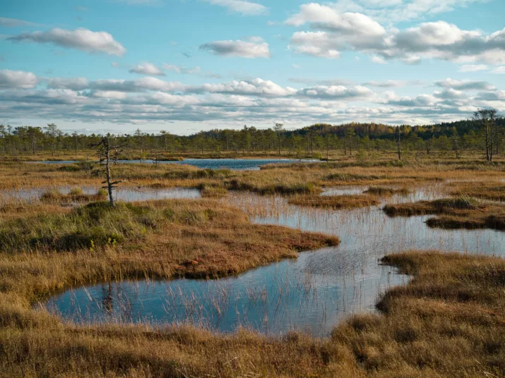 Eine Moorlandschaft mit Wasser und Gras