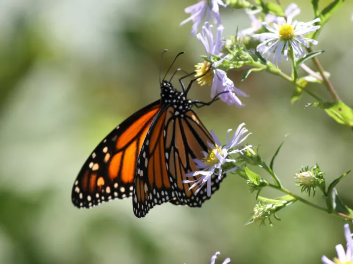 Ein Schmetterling auf einer Blüte