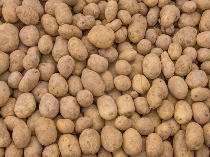 Ein Haufen Kartoffeln