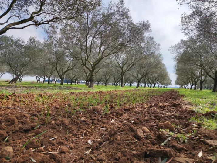 A field with trees in the background