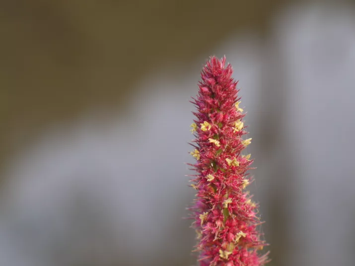 The flower of an amaranth plant