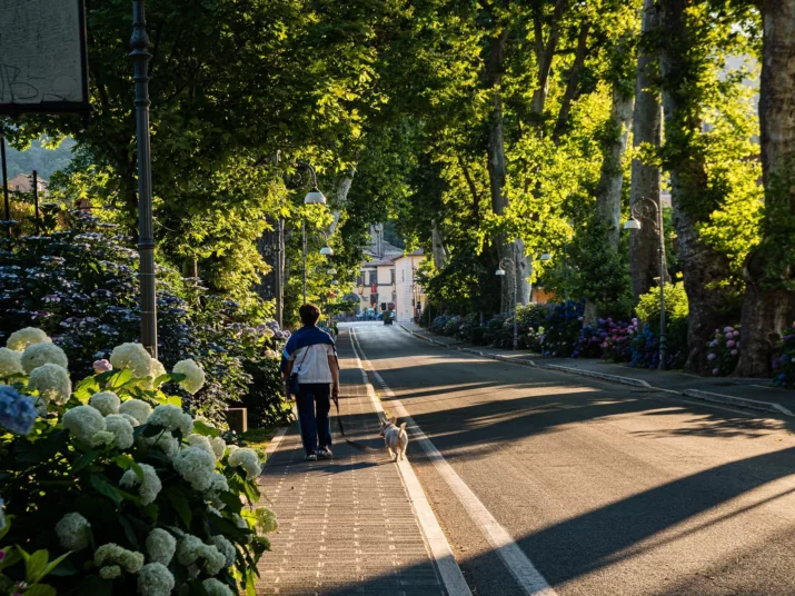 Eine Straße mit vielen grünen Bäumen drum herum. Auf dem Gehweg läuft eine Person mit einem Hund.