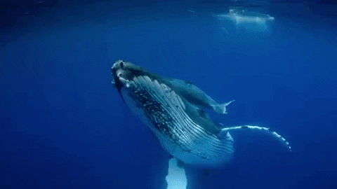 Hear the whales sing! - Futurium